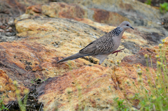 Streptopelia chinensis