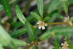 Alternanthera nahui