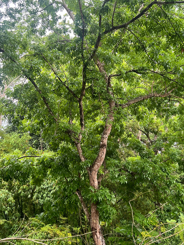 Big-leaf Mahogany