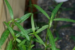 Alternanthera nahui