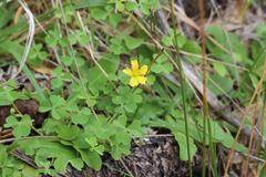 Oxalis rubens