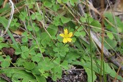 Oxalis rubens