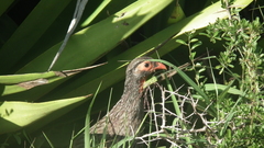 Pternistis afer castaneiventer