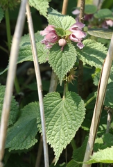 Lamium orvala