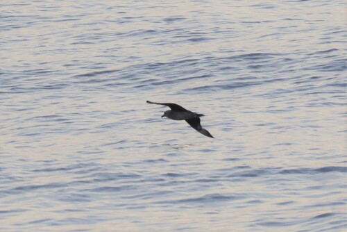 Kermadec Petrel (Pterodroma neglecta), photo 4