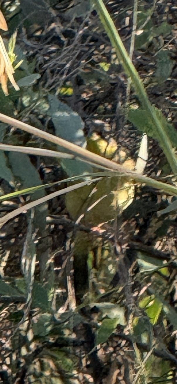 Grey-headed Honeyeater (Ptilotula keartlandi), photo 1