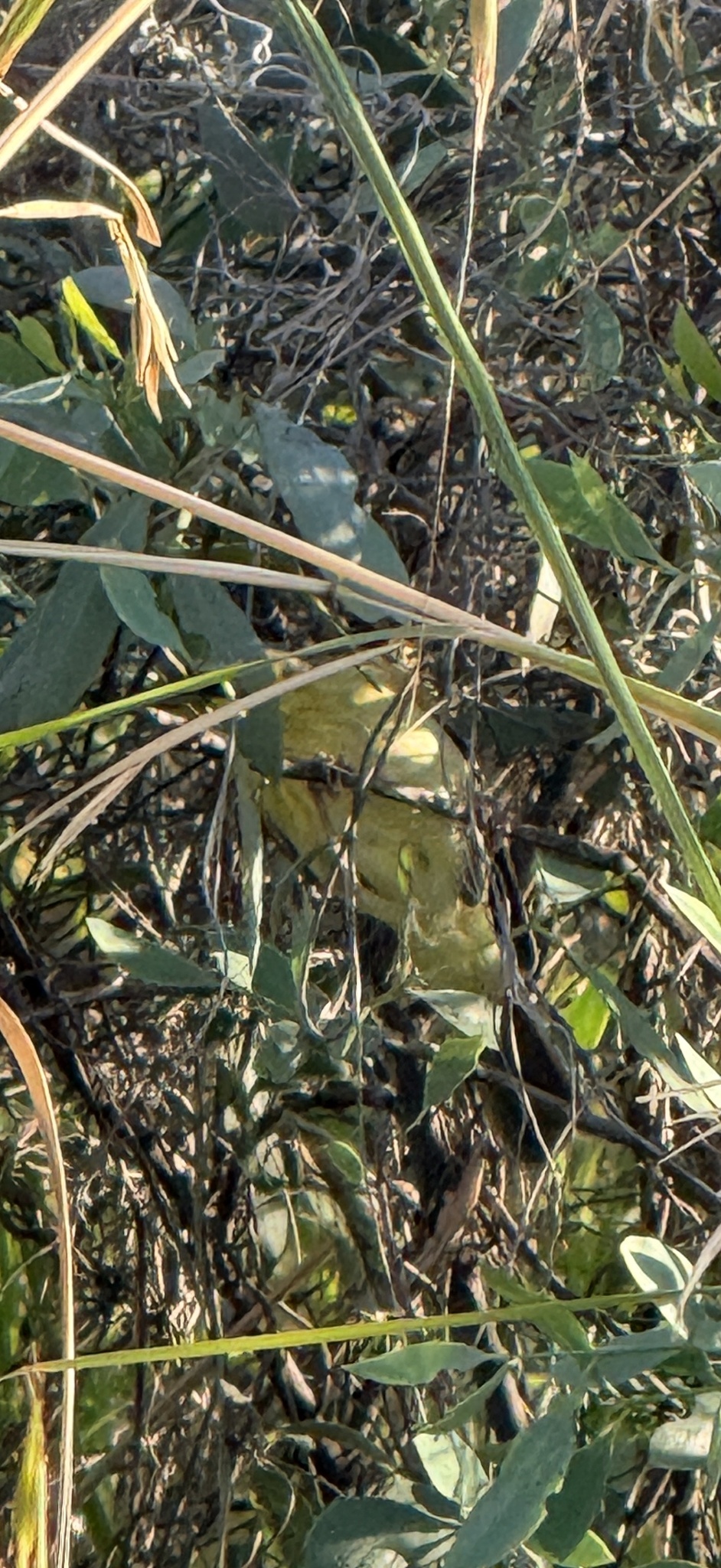 Grey-headed Honeyeater (Ptilotula keartlandi), photo 2
