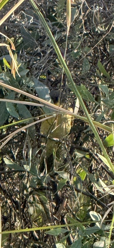 Grey-headed Honeyeater (Ptilotula keartlandi), photo 8