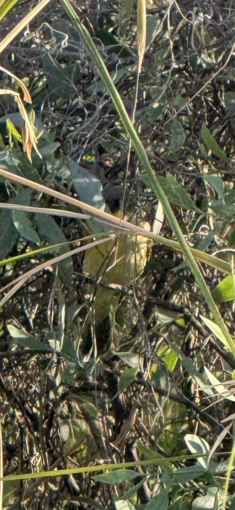 Grey-headed Honeyeater (Ptilotula keartlandi), photo 3
