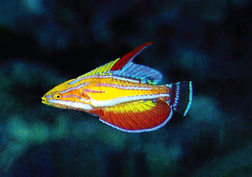 Maori wrasse