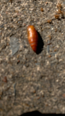 Cochlicopa lubrica