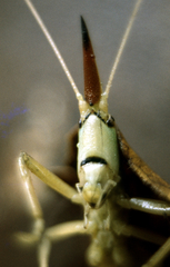 Pseudorhynchus pungens pungens