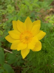 Adonis apennina