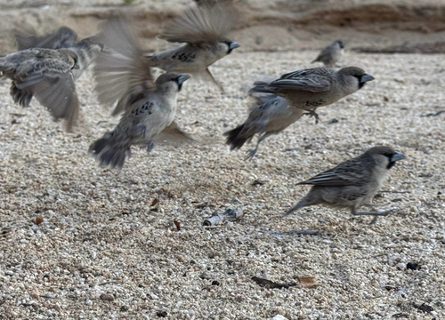 Sociable Weaver