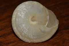 Calliostoma scotti