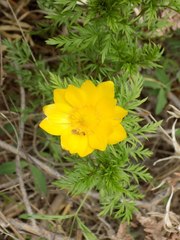 Adonis apennina