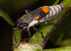 Brevimetopia chusquea