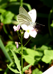 Pieris marginalis venosa