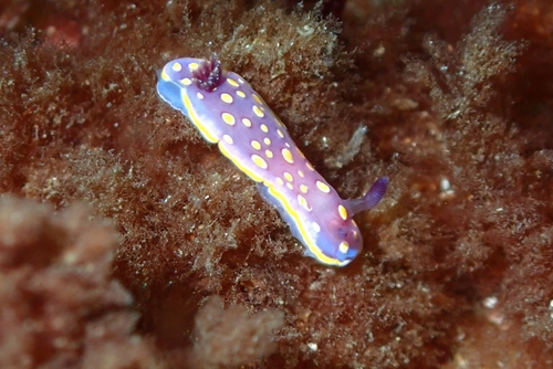 Felimida luteorosea