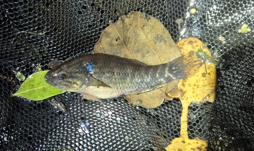 Dormitator maculatus