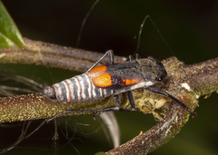 Brevimetopia chusquea