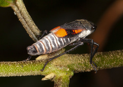 Brevimetopia chusquea