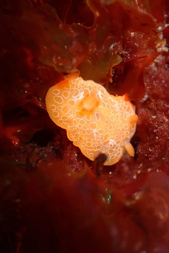 Gargamella rosi