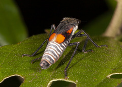 Brevimetopia chusquea