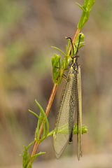 Deutoleon lineatus