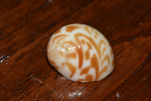 Tectonatica violacea observed 2020-03-22
