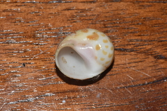 Tectonatica violacea