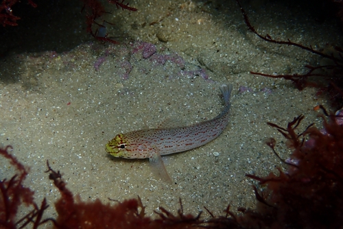 Gobius xanthocephalus