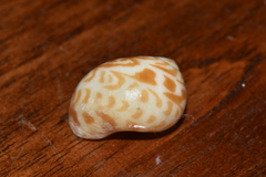 Tectonatica violacea