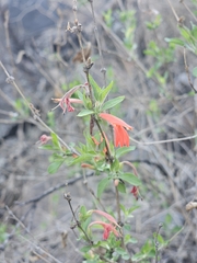 Dianthera candicans, photograph (c) Erick Vélez Sánchez, some rights reserved (CC BY)