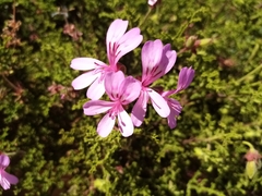 Pelargonium