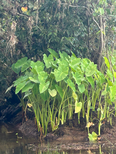 Colocasia esculenta