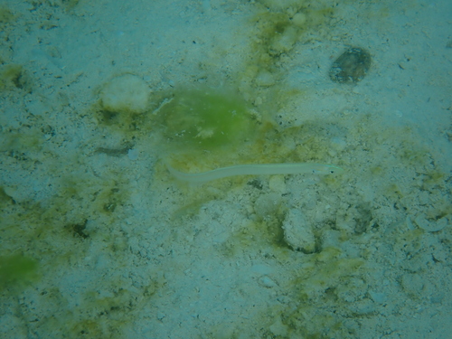 Gunnellichthys monostigma observed 2026-05-01