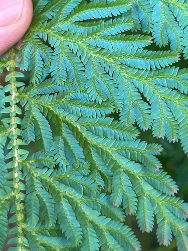 Selaginella willdenowii, photograph 5
