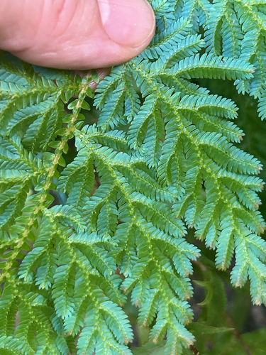 Selaginella willdenowii, photograph 4