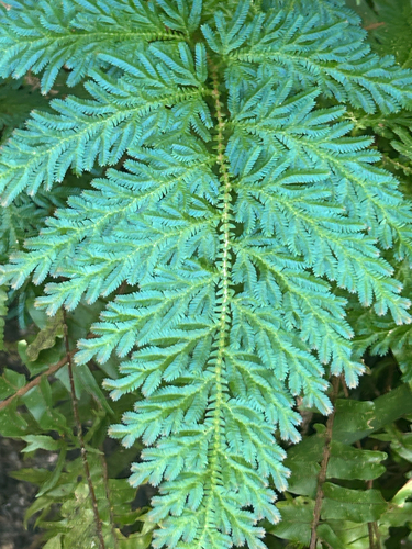 Selaginella willdenowii, photograph 3