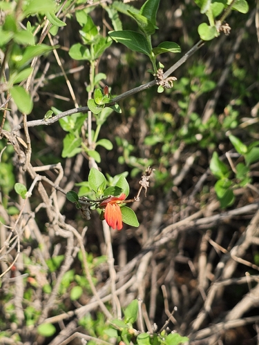 Dianthera candicans, photograph 1