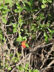 Dianthera candicans