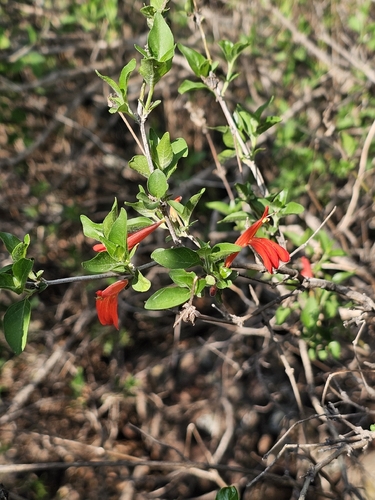 Dianthera candicans, photograph 2