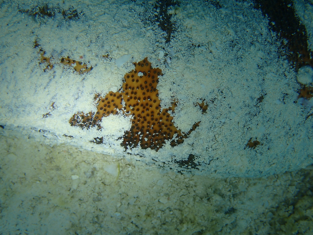 Brown Sandfish