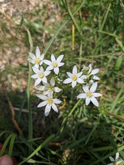 Ornithogalum divergens