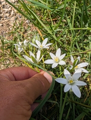 Ornithogalum divergens, photograph author not stated, no rights reserved