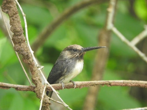 Three-toed Jacamar