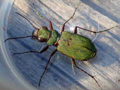 Cicindela campestris