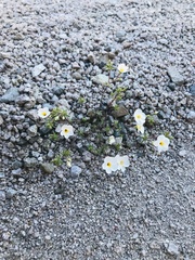 Leptosiphon chrysanthus decorus