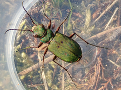 Cicindela campestris